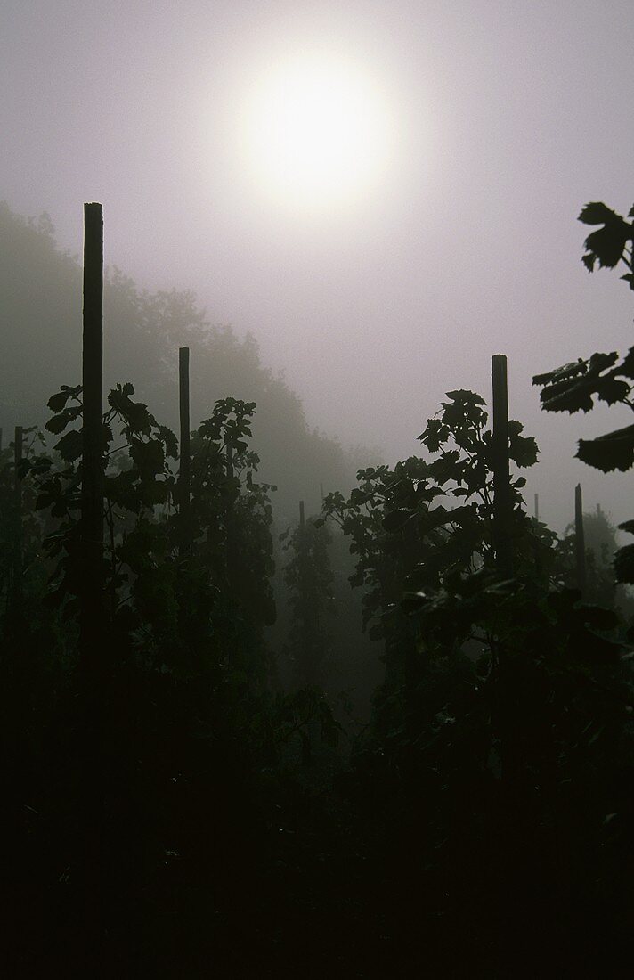 Nebel im Weinberg an der Mosel, Deutschland