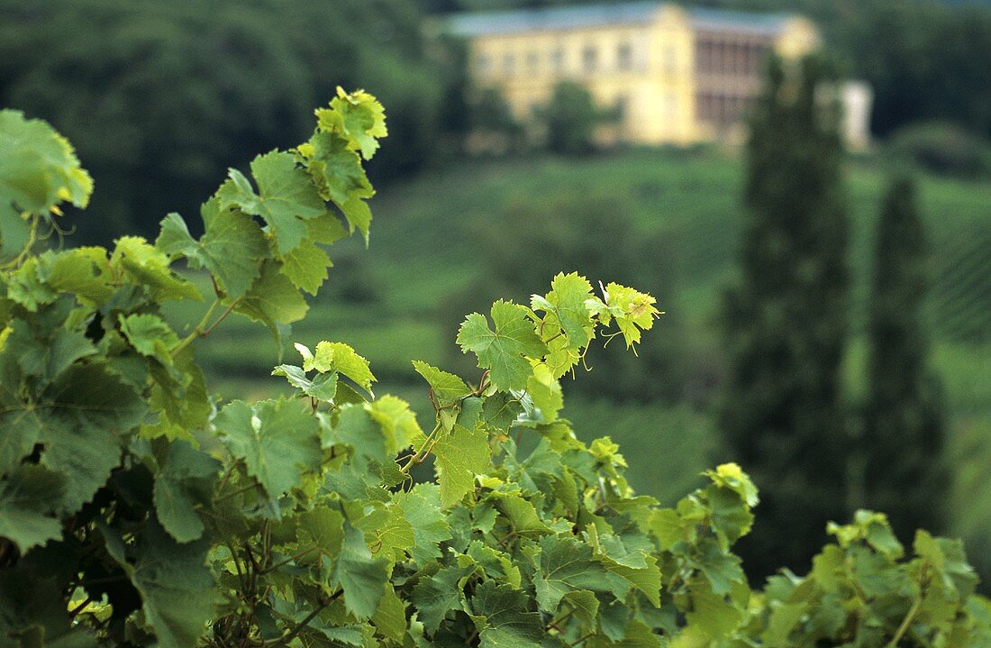 Vines with Villa Ludwigshöhe, Edenkobe, Palatinate, Germany
