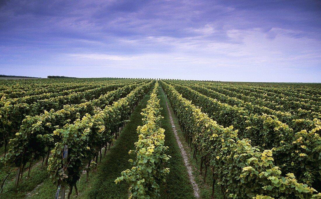 Steinbuckel', Kernstück der Lage 'Laumersheimer Mandelberg , Pfalz, Deutschland