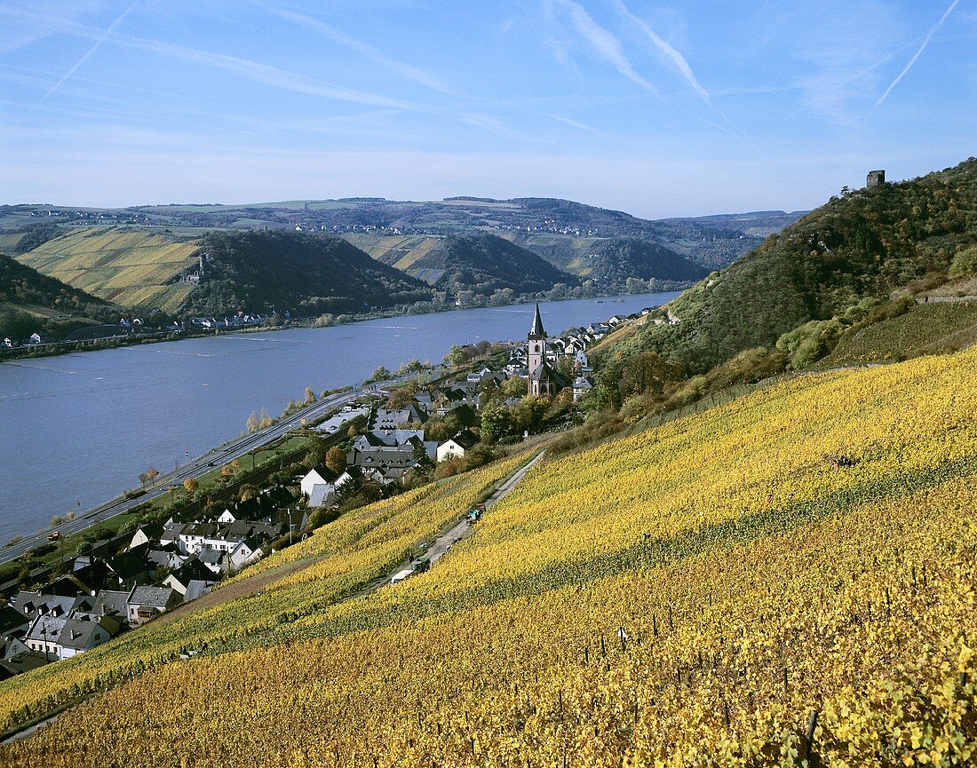 View over vineyards towards Lorch, Rheingau, Germany