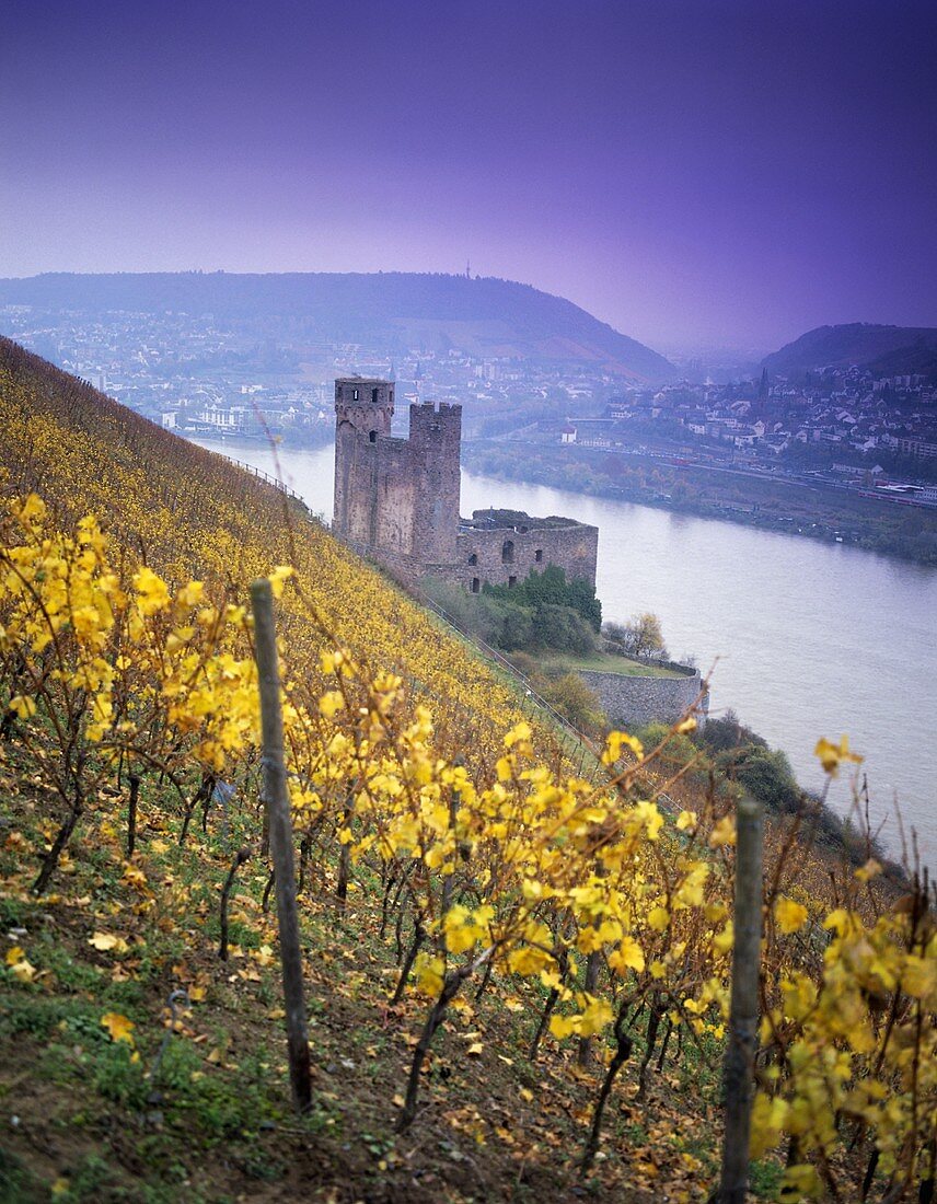 Rüdesheimer Berg Schlossberg' mit der 'Ruine Ehrenfels', Rheingau, Deutschland