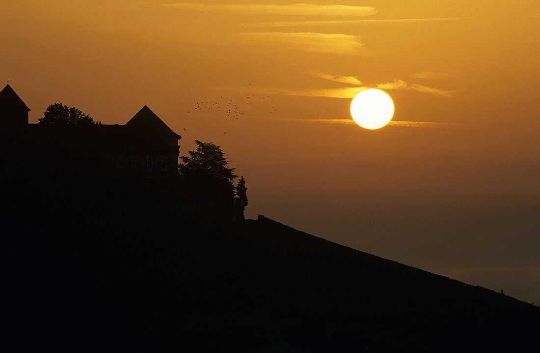 Sonnenuntergang in den Weinbergen vor Schloss Johannisberg, Rheingau, Deutschland