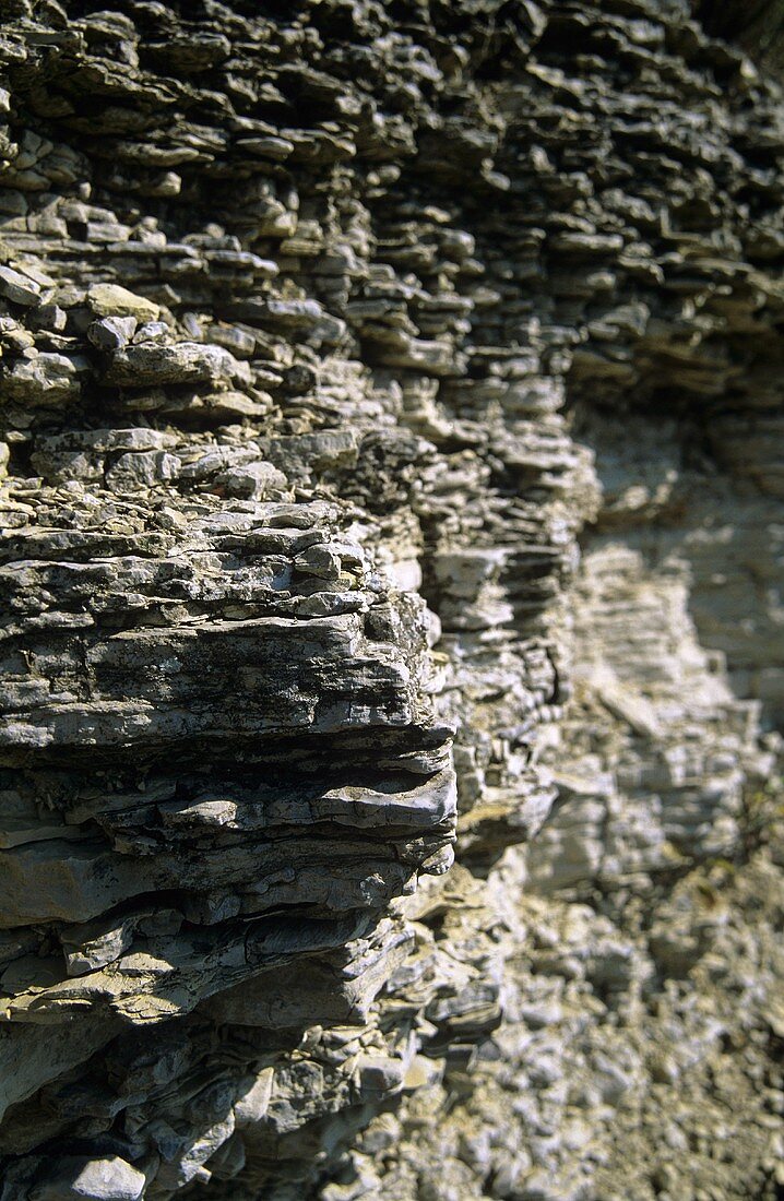 Soil profile with shelly limestone, Freyburg, Saale-Unstrut, Germany