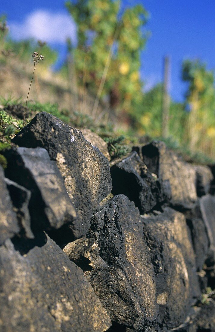 Typische Weinbergsmauer aus Syenit, Diesbar-Seußlitz, Sachsen, Deutschland