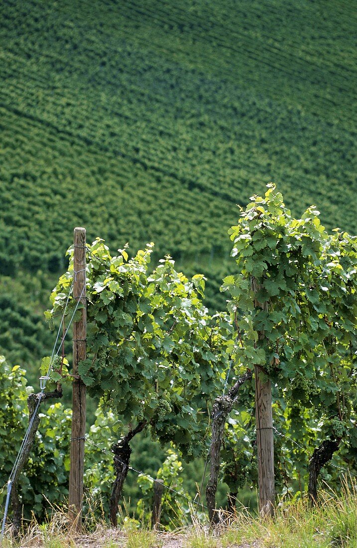 'Stettener Pulvermacher' vineyard, Remstal, Württemberg, Germany
