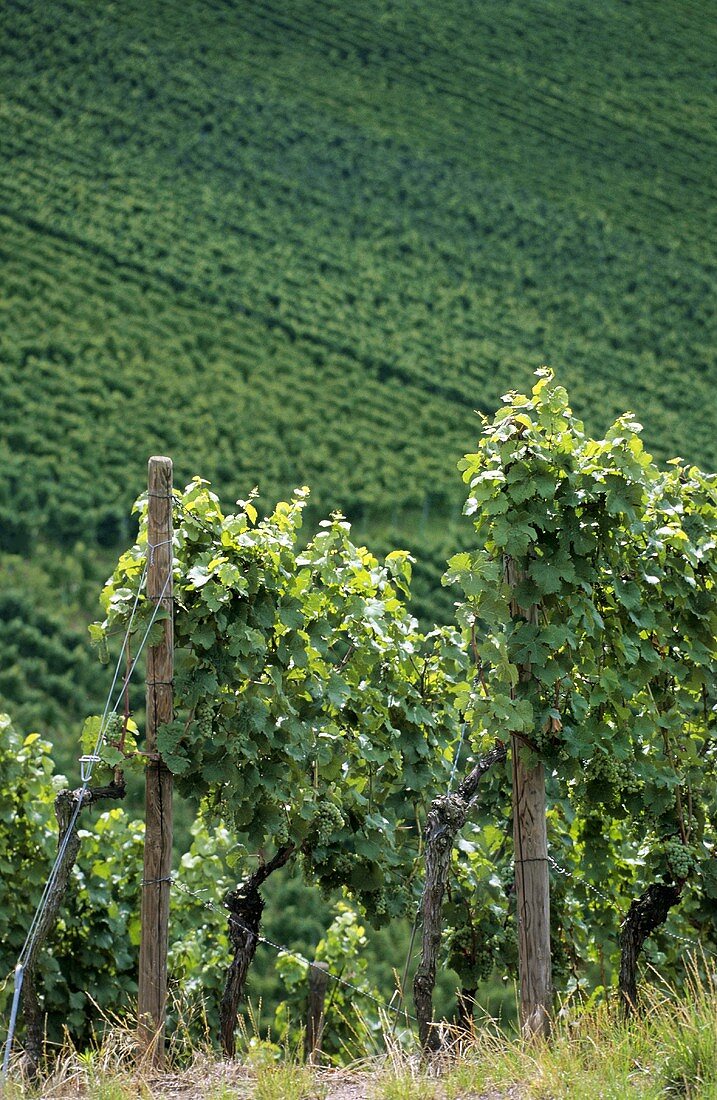 Weinberg 'Stettener Pulvermacher', Remstal, Württemberg, Deutschland