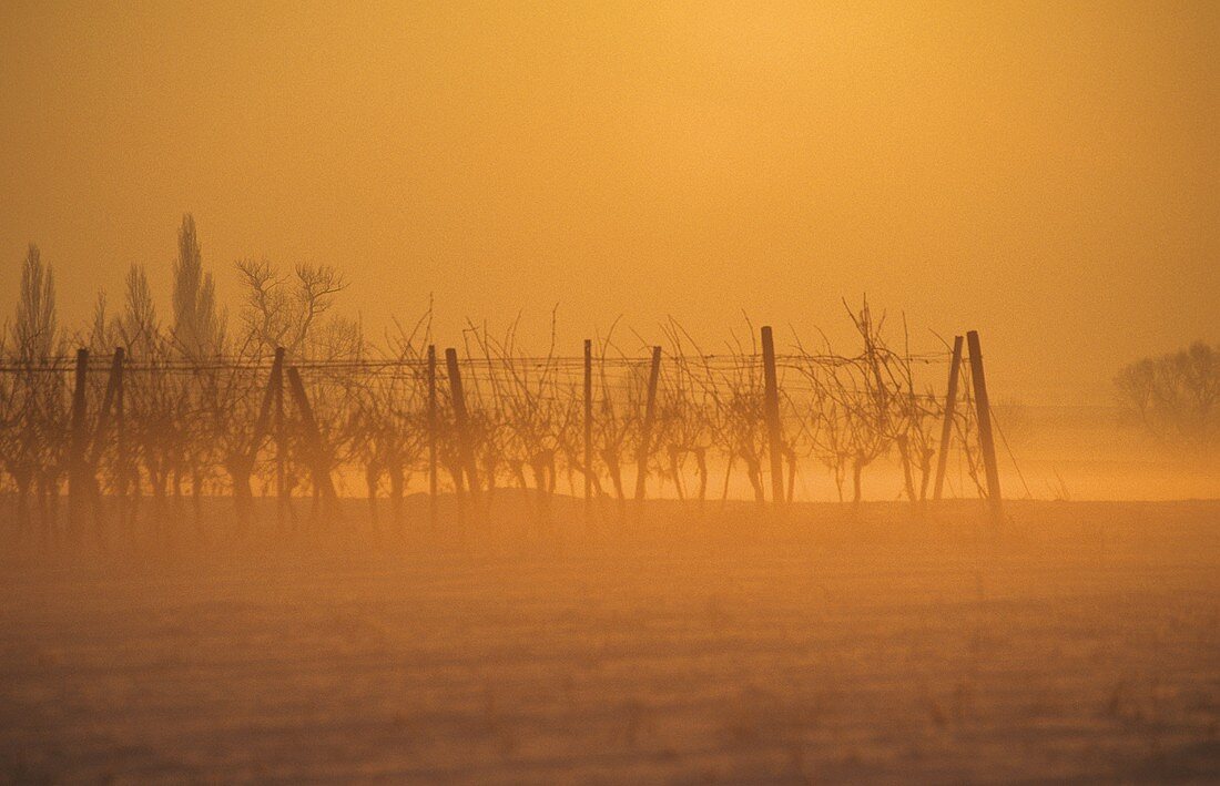 Winter in the vineyards near Gönnheim, Palatinate