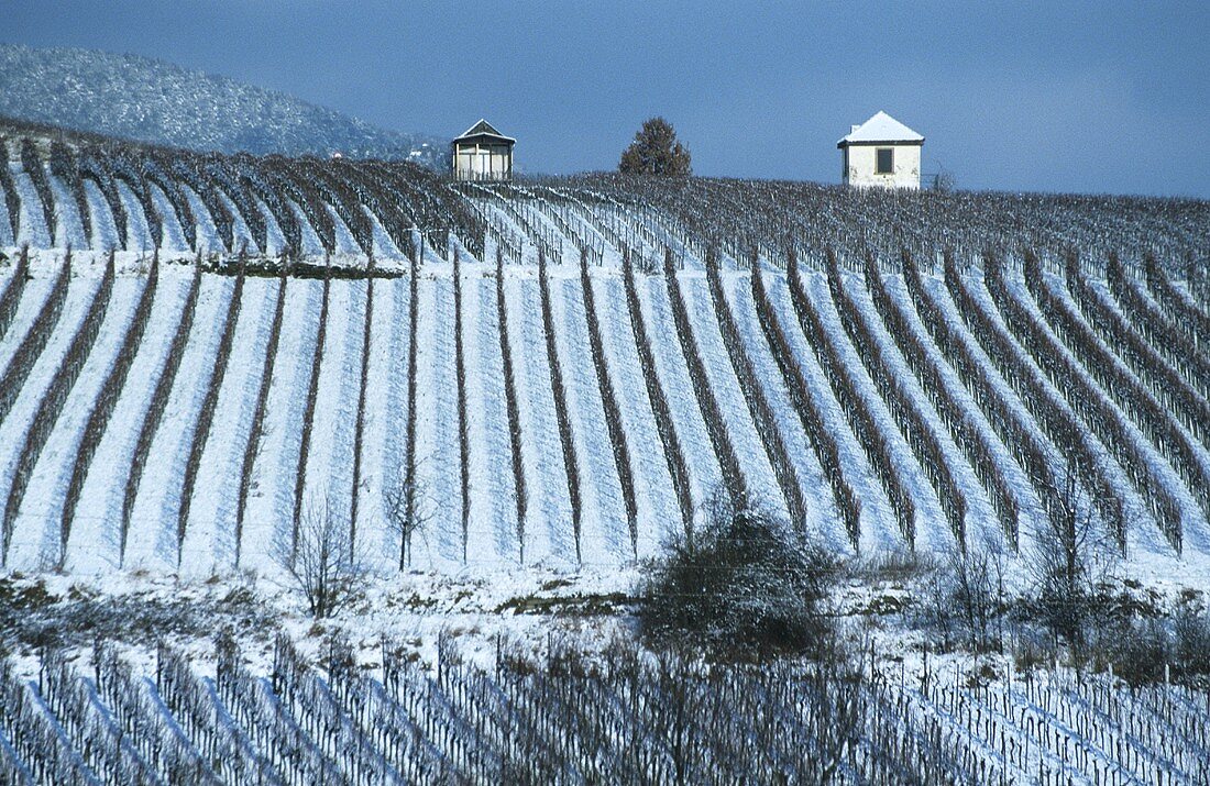 Wintry landscape of vines near Edenkoben, Palatinate