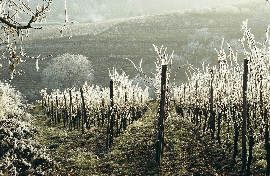 Rows of vines with hoar frost, winter in Alsace, France