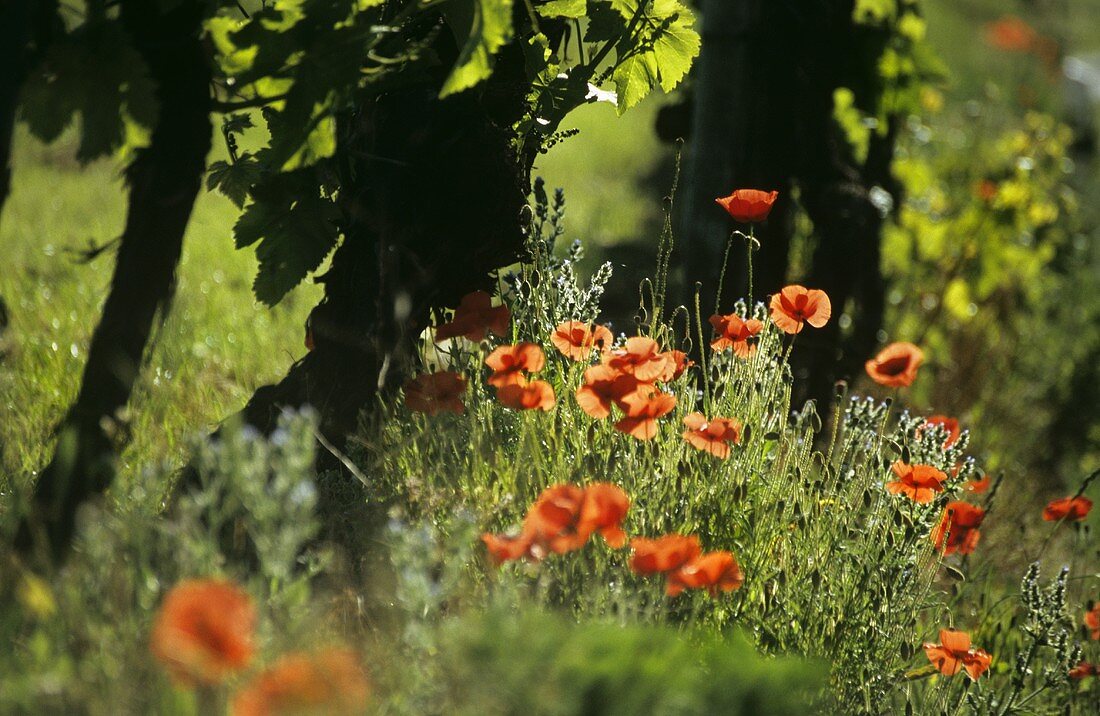 Alte Rebstöcke mit Mohnblumen im Vordergrund