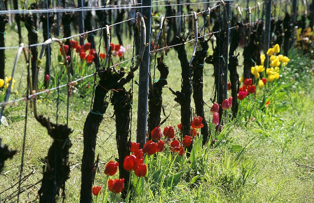 Rebzeile mit bunten Tulpen