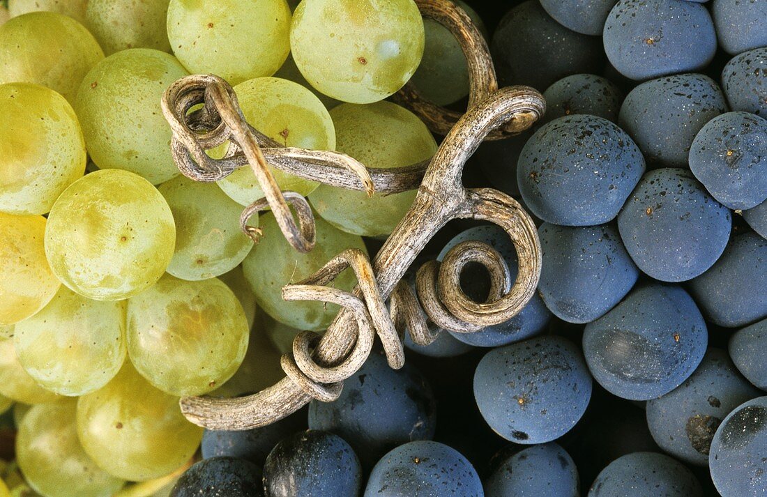 Weissburgunder und Spätburgunder Trauben mit einer Weinranke