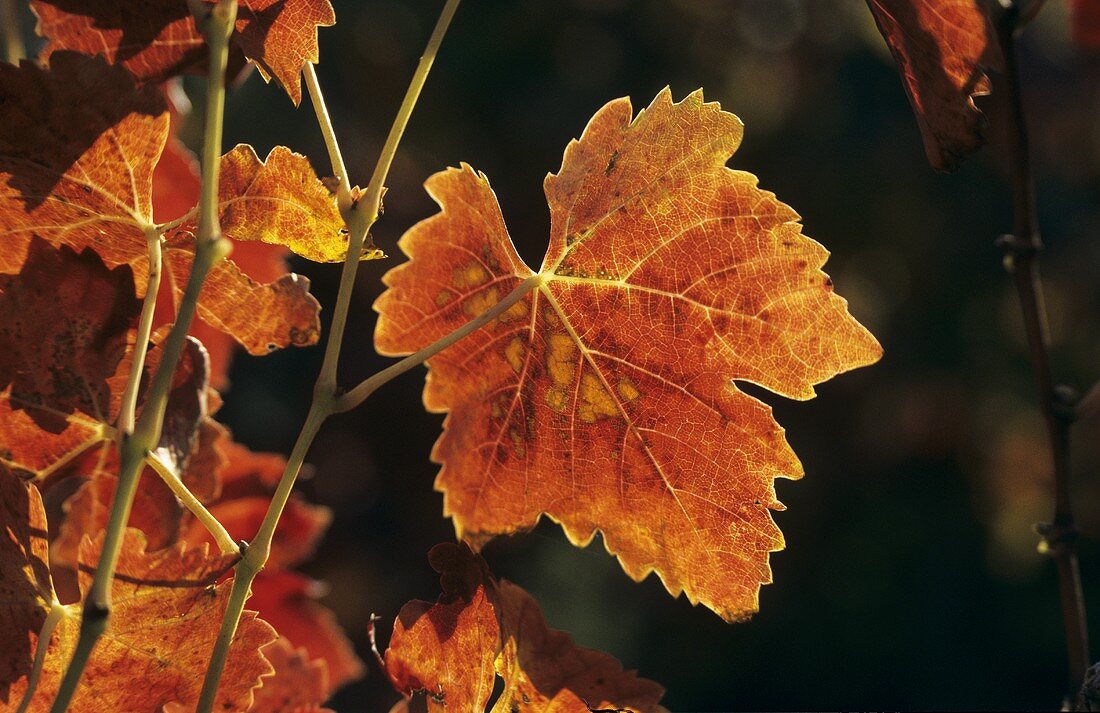 Rotes Weinlaub im Herbst