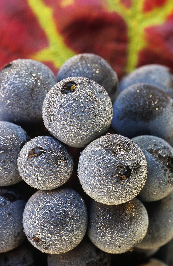 Red grapes with dewdrops and autumn vine leaf