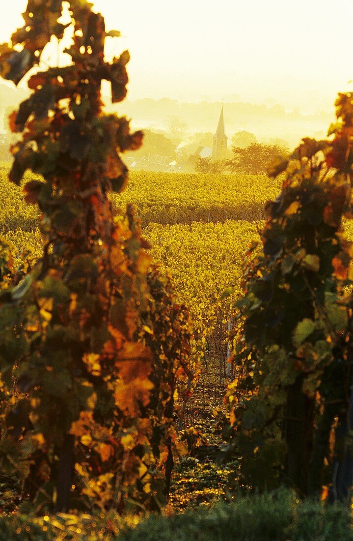 Landscape of vines in autumn with view of Forst, Palatinate