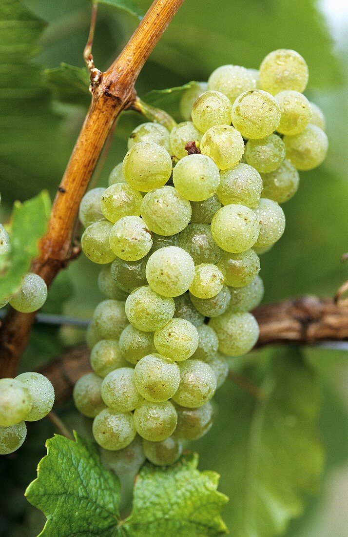 Weissburgunder grapes (Pinot blanc) hanging on the vine