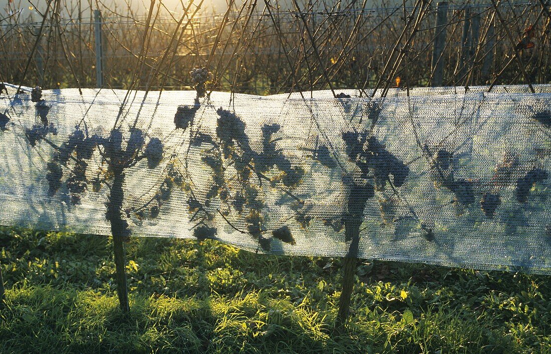 Rows of vines with protective netting, ice wine production