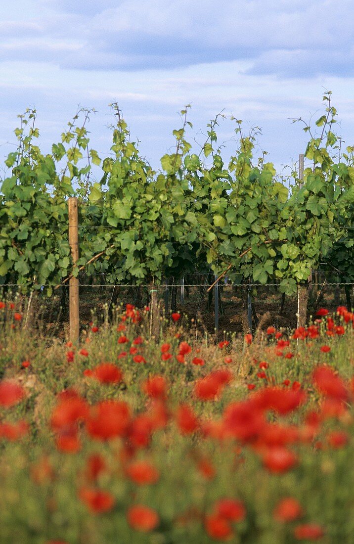 Vines with poppies in the foreground