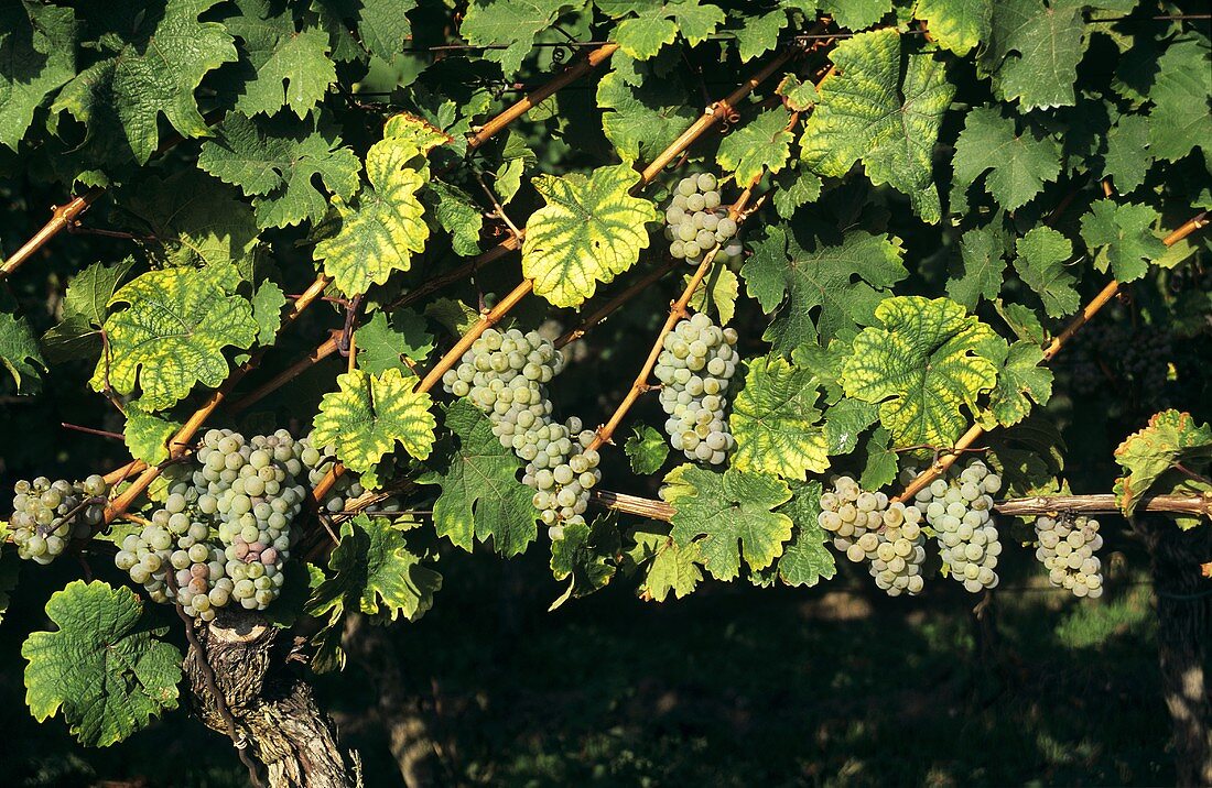 Riesling grapes hanging on the vine, espalier-type training