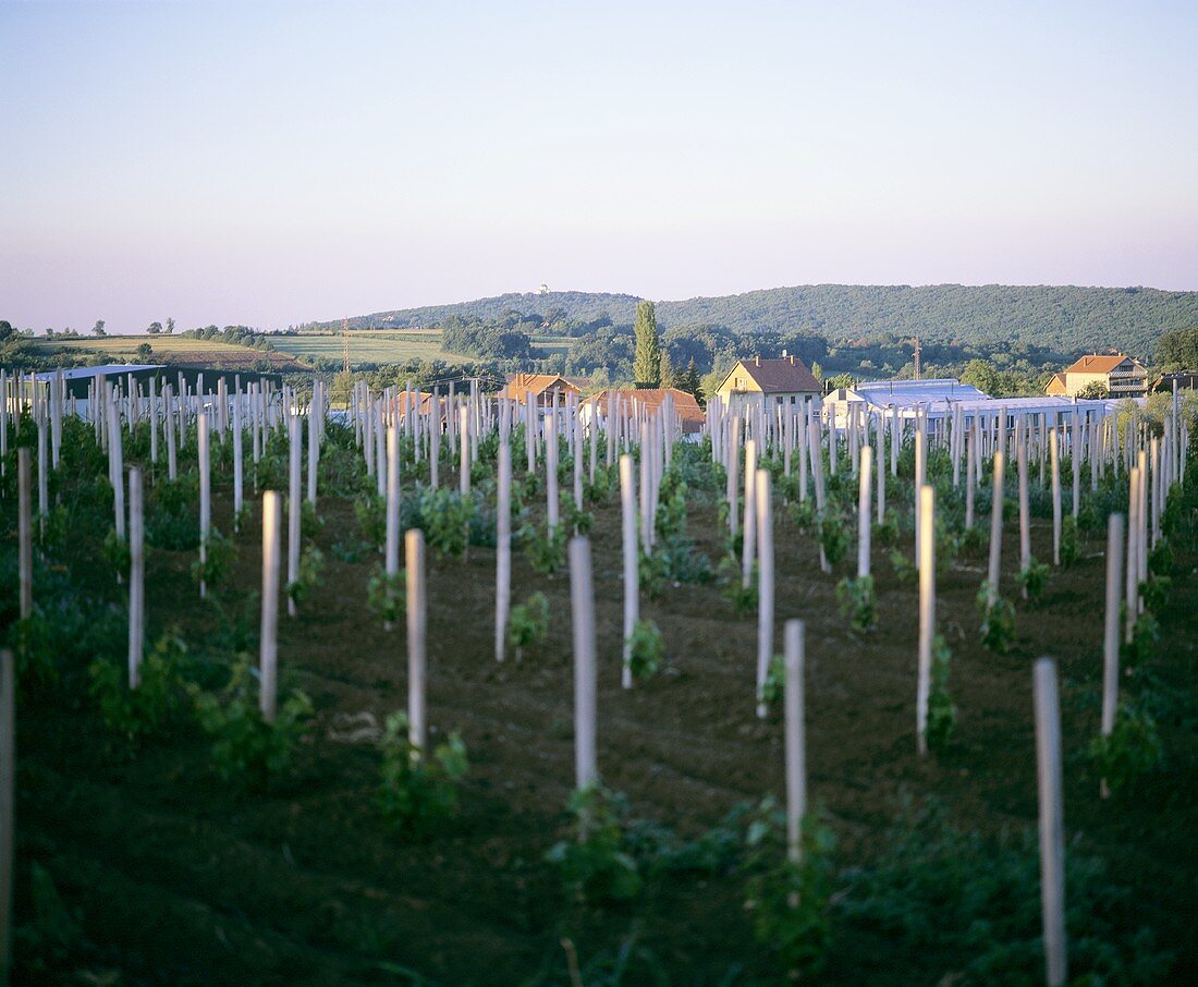 Junger Weinberg des Weingutes Aleksandrovic, Topola-Oplenac, Serbien