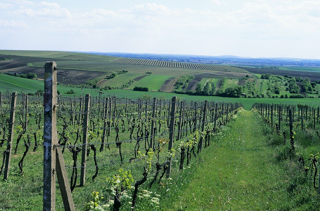 Vineyards near Bojetice, Czech Republic