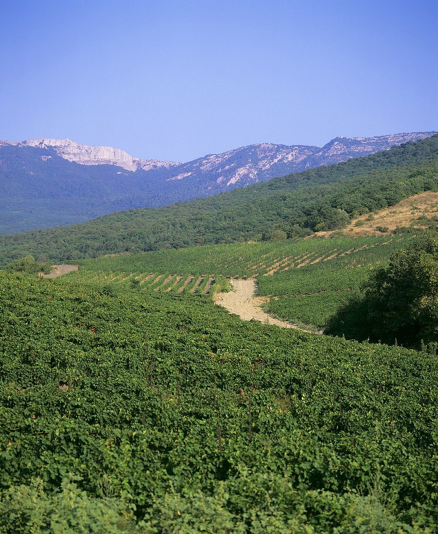 Vineyards near Yalta, Crimea, Ukraine