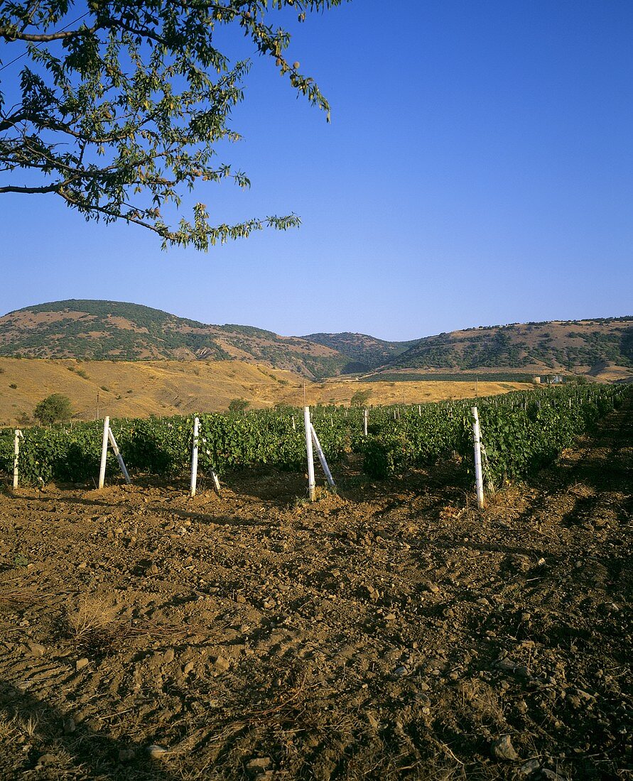 Vineyards of the Solnechnaya Dolina Winery, Ukraine