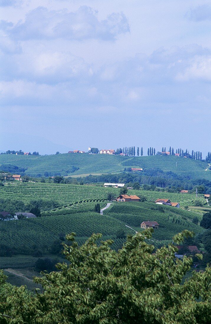 Landscape of vines near Jeruzalem, Slovenia