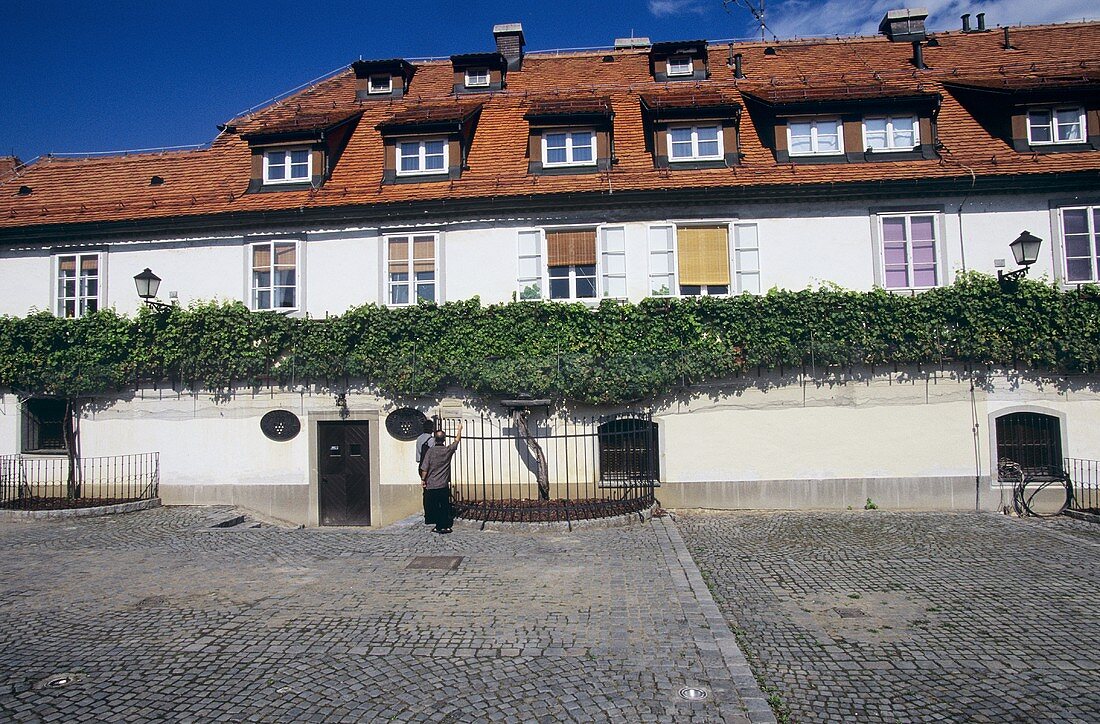 400 Jahre alter Rebstock, Maribor, Slowenien