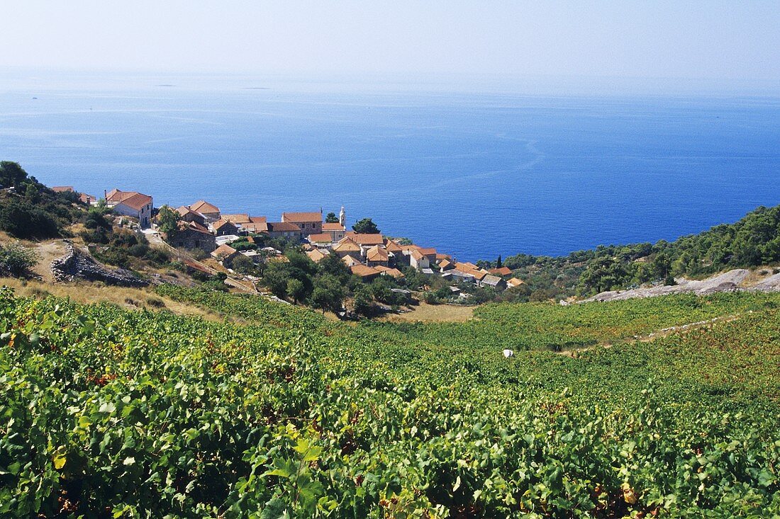 Landscape of vines near Sveta Nedelja, island of Hvar, Croatia