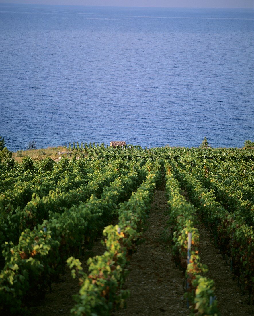 Vineyards near Zavala, island of Hvar, Croatia