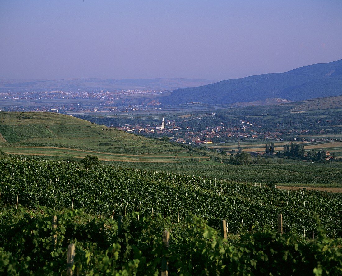 Weinlandschaft, Telna, Rumänien