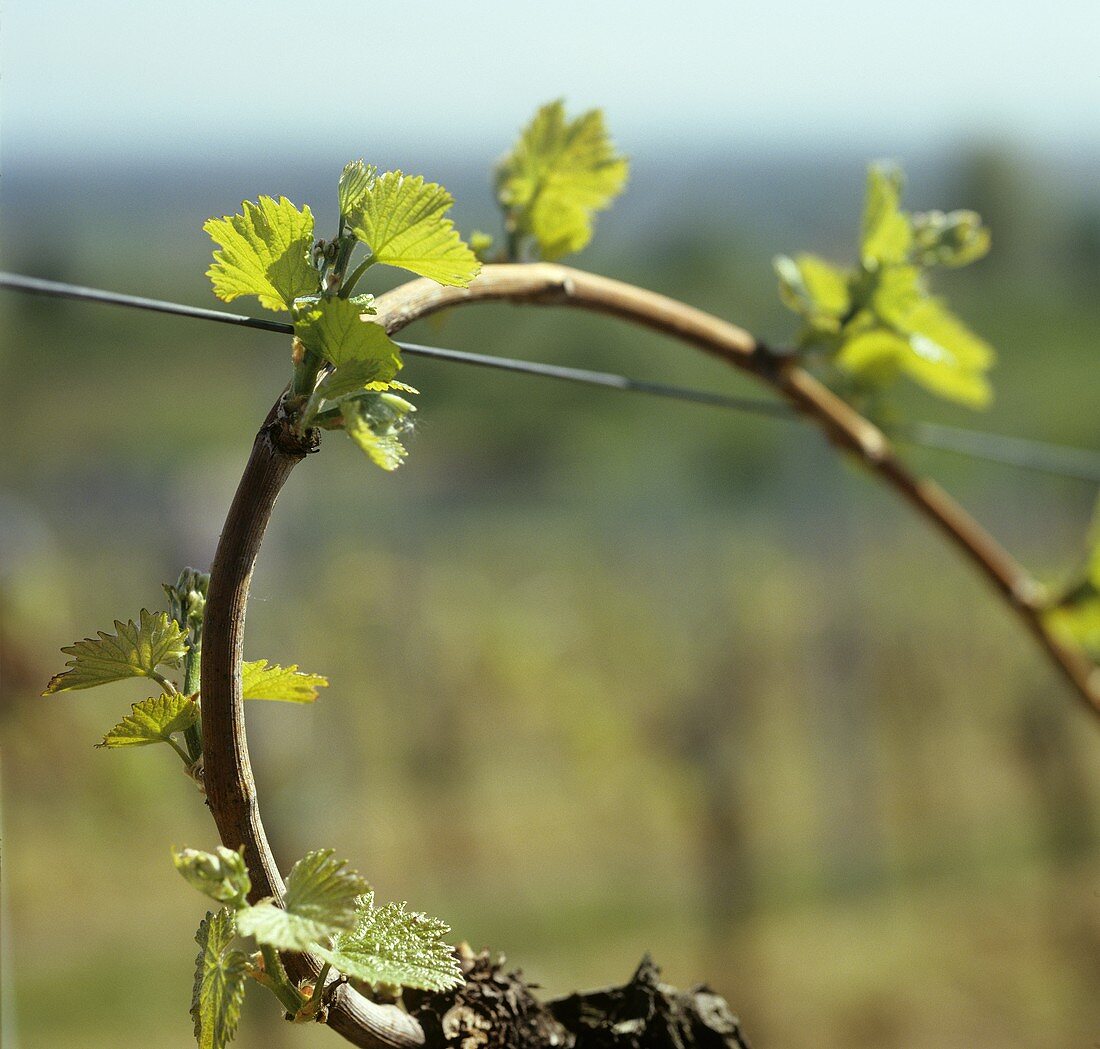 Austrieb einer Weinrebe im Frühjahr