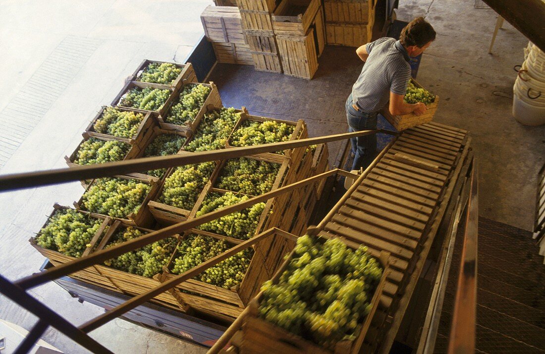 Kisten mit frisch gelesenem Wein beim Weingut Allegrini, Fumane, Italien