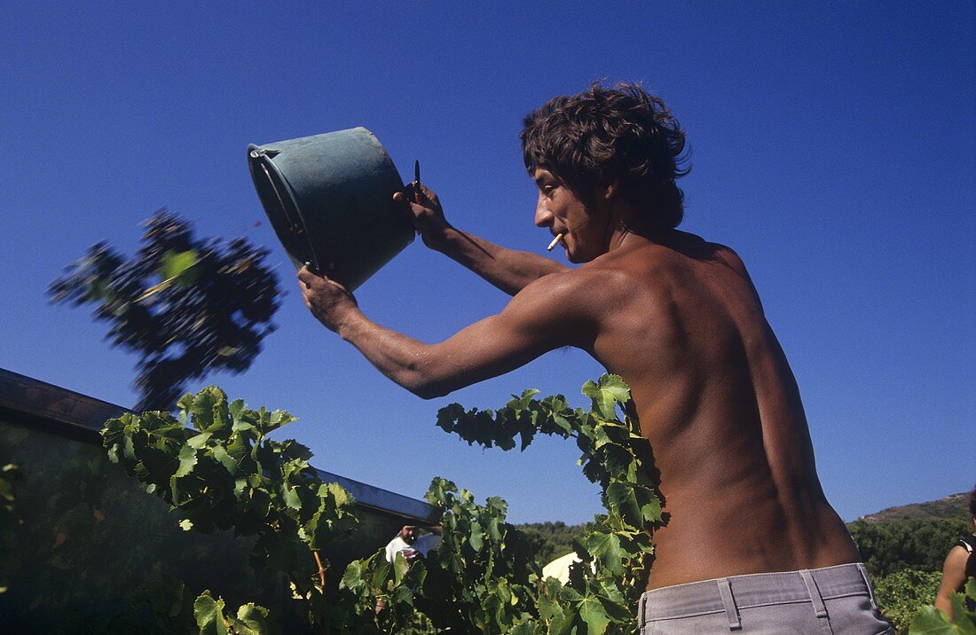 Grape harvest worker at work, Provence, France