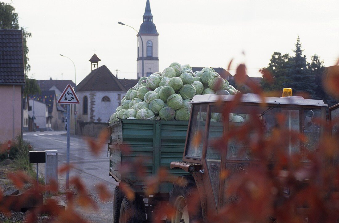 Krautgersheim (home of sauerkraut), Alsace, France