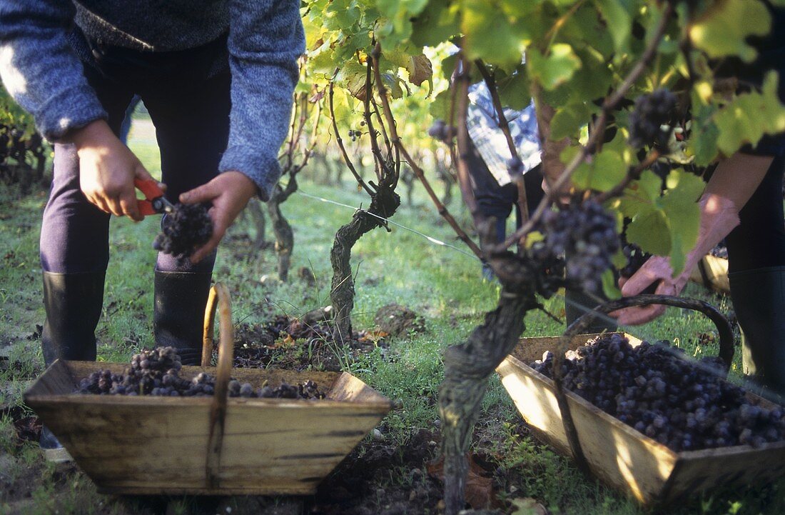 Picking Semillon grapes with noble rot, Sauternes