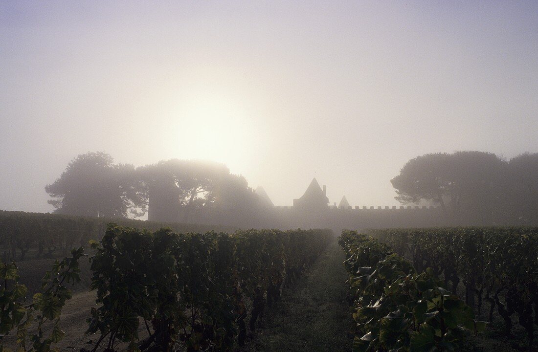 Das Château d'Yquem bei Sonnenaufgang, Sauternes, Bordeaux