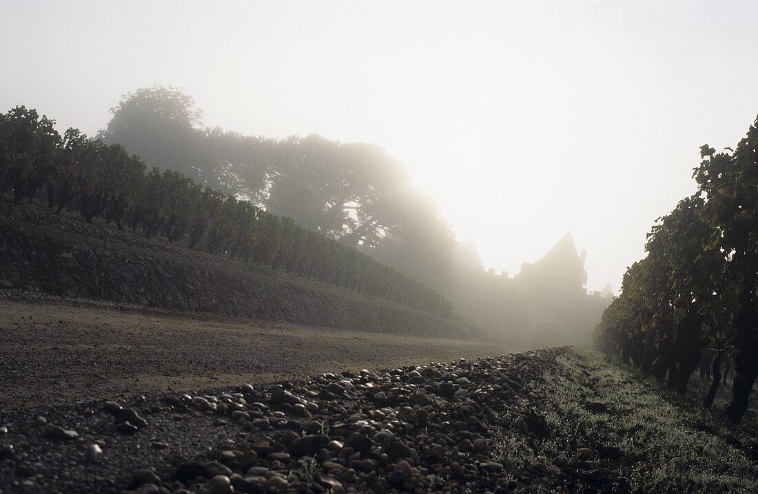 Château d'Yquem in mist, Sauternes, Bordeaux