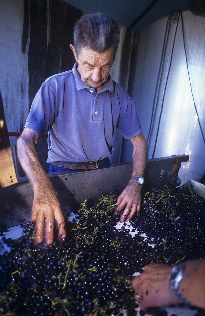 Inspecting Merlot grapes, Graves, Bordeaux, France