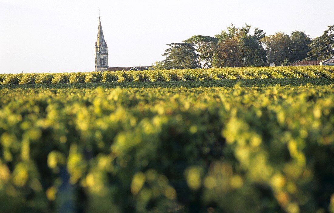 Kirchturm von Martillac hinter Weinberg, Graves, Bordeaux