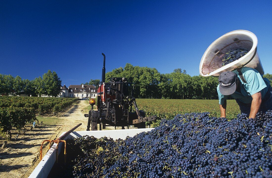 Picking Merlot grapes, Château Bouscaut, Graves, France