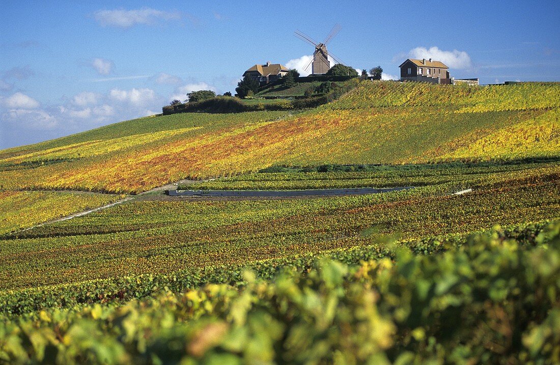 Vineyard of Moulin de Verzenay, Champagne, France
