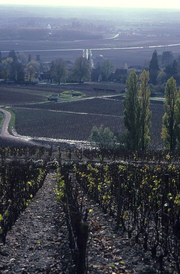 Pernand-Vergelesses, Côte de Beaune, Burgundy, France