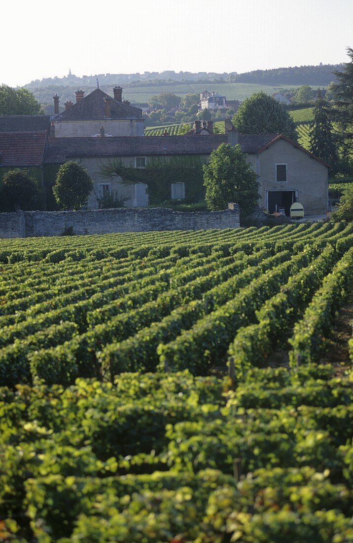 Rebzeilen, Côte Chalonnaise, Burgund