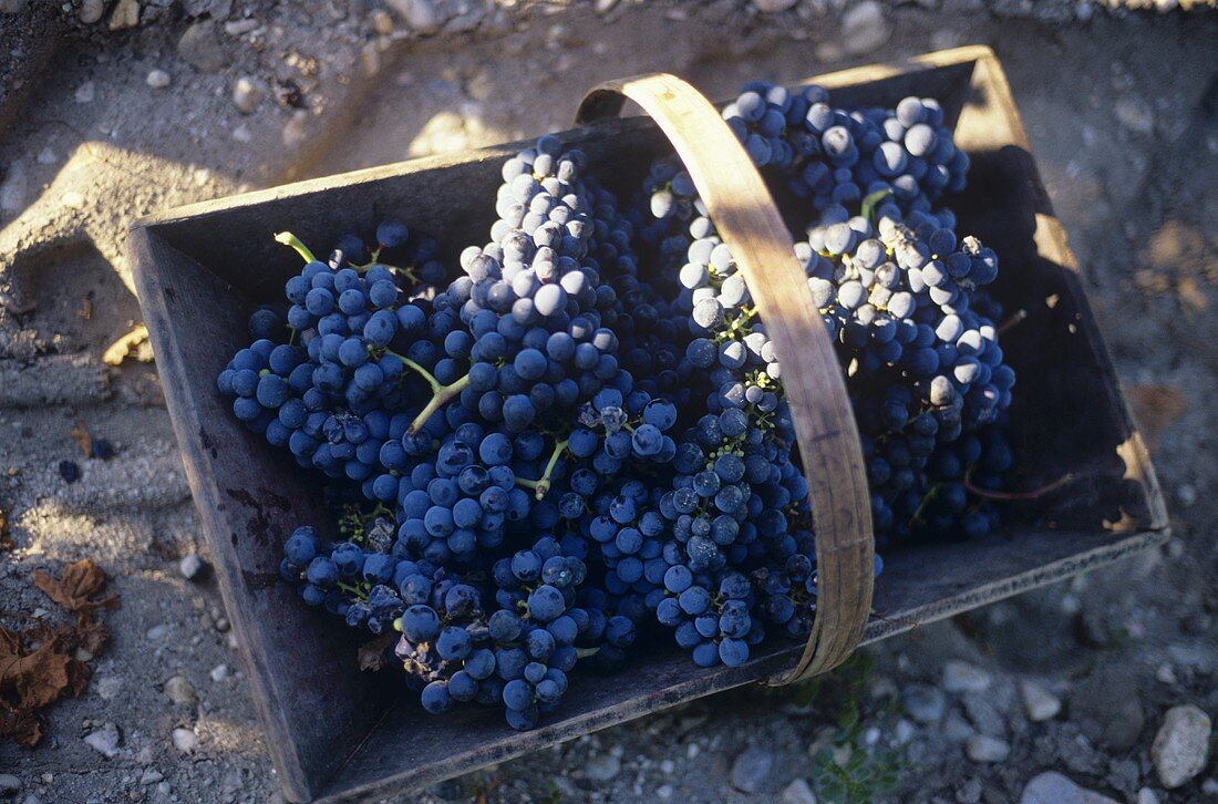 Merlot Trauben im Tragekorb, Château Latour, Frankreich