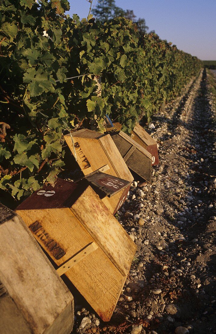 Baskets in vineyard, Chateau Latour, Pauillac, Medoc, France