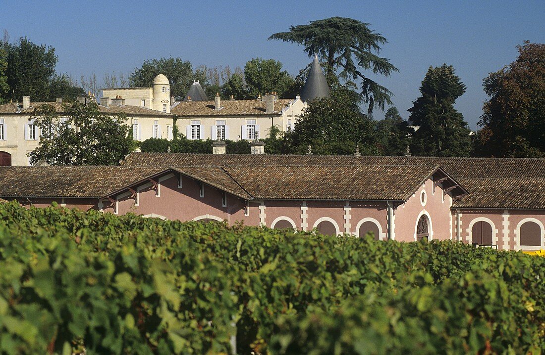 Weinberg vor Château Lafite-Rothschild, Pauillac, Medoc