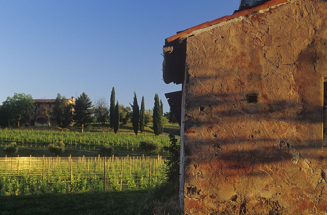 Landscape of vines, Capriva, Gorizia, Friuli, N. Italy