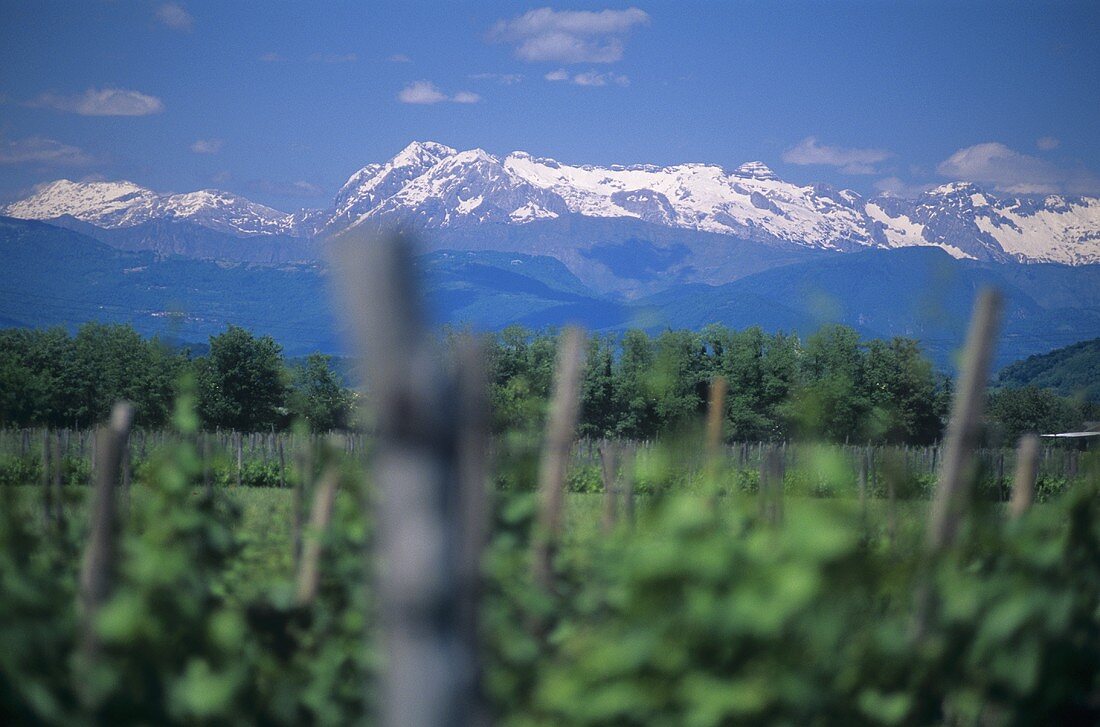 Vineyard near Mariano del Friuli, Monte Matajur behind, Friuli